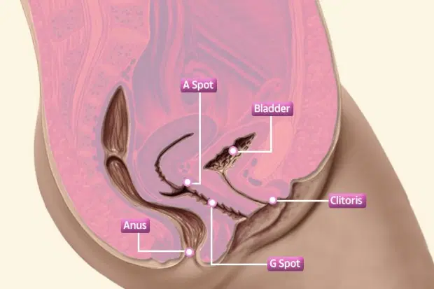 a-spot-explained-female-genital-anatomy