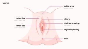 female-erogenous-zones-vulva-anatomy