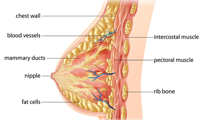 breast-anatomy
