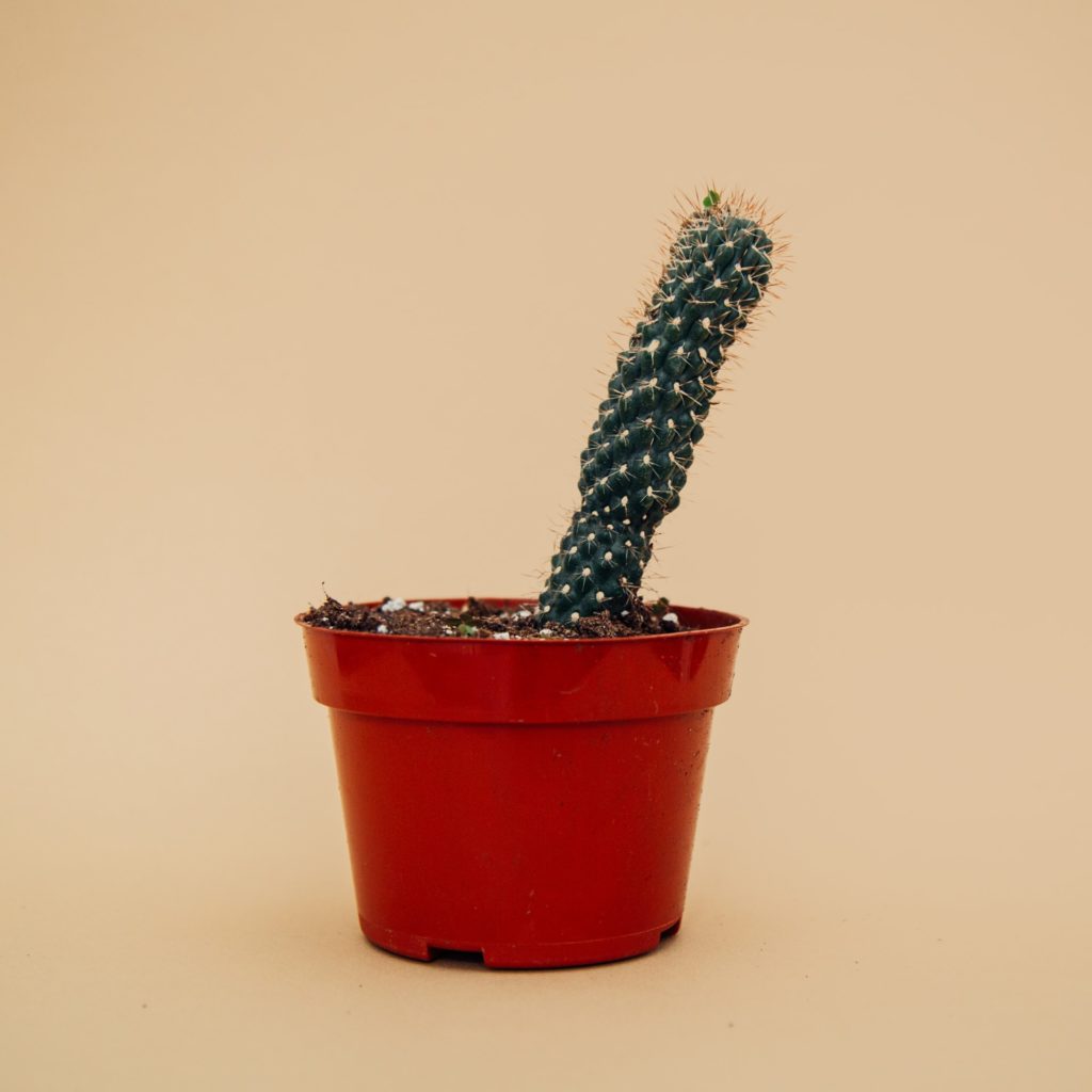 increase-penis-sensitivity-cactus-in-a-pot